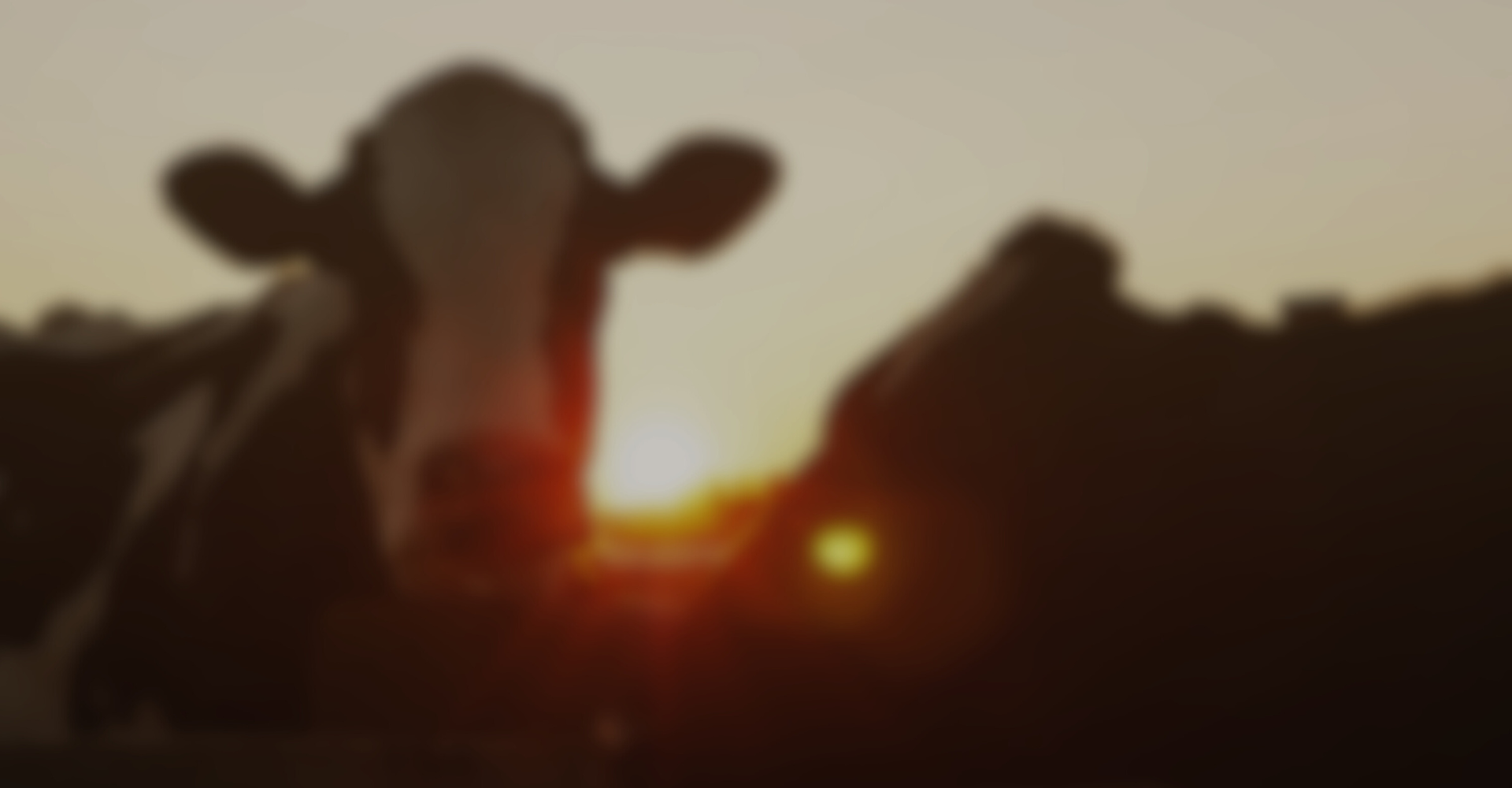 Advanced technology for dairy farming 3