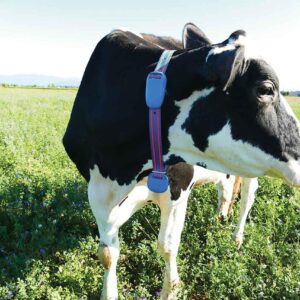Ошейник для мониторинга коров AfiCollar