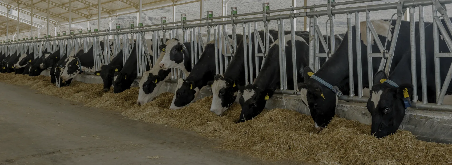 Строительство молочно-товарных ферм под ключ